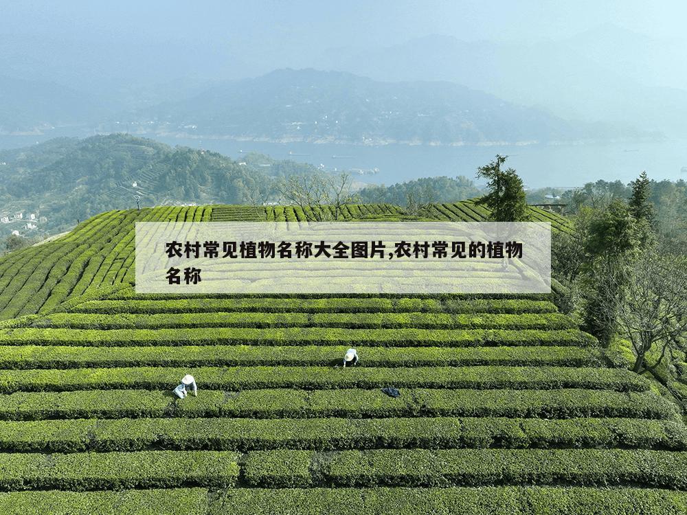 农村常见植物名称大全图片,农村常见的植物名称