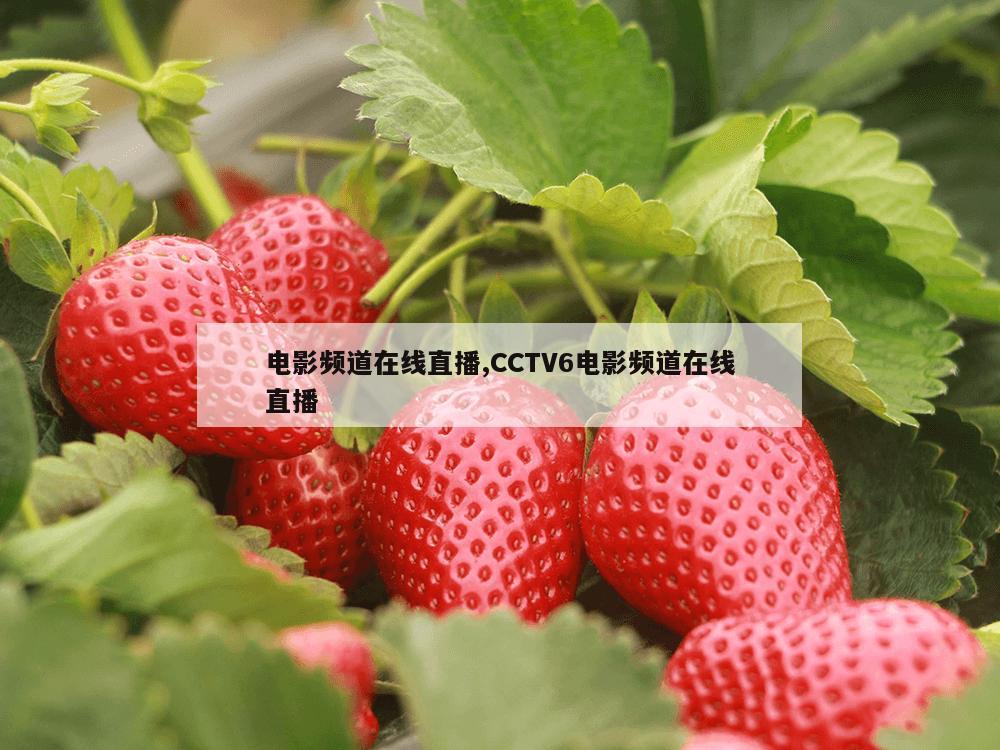 电影频道在线直播,CCTV6电影频道在线直播